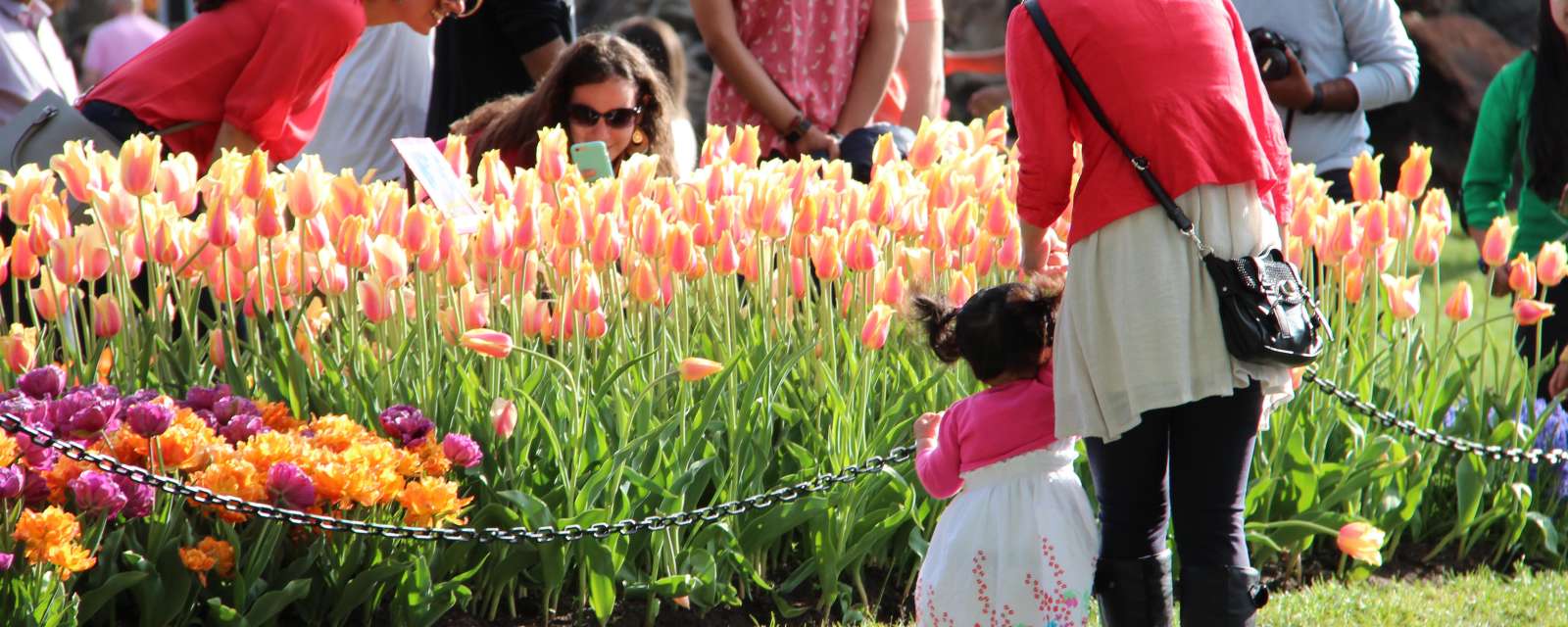 Spring flowers in the park