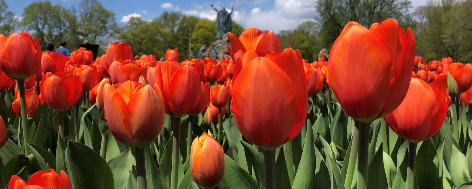 Washington Park tulips