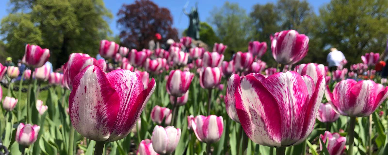 Tulips in Washington Park