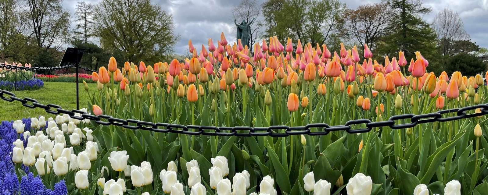 Washington Park with tulips in full bloom
