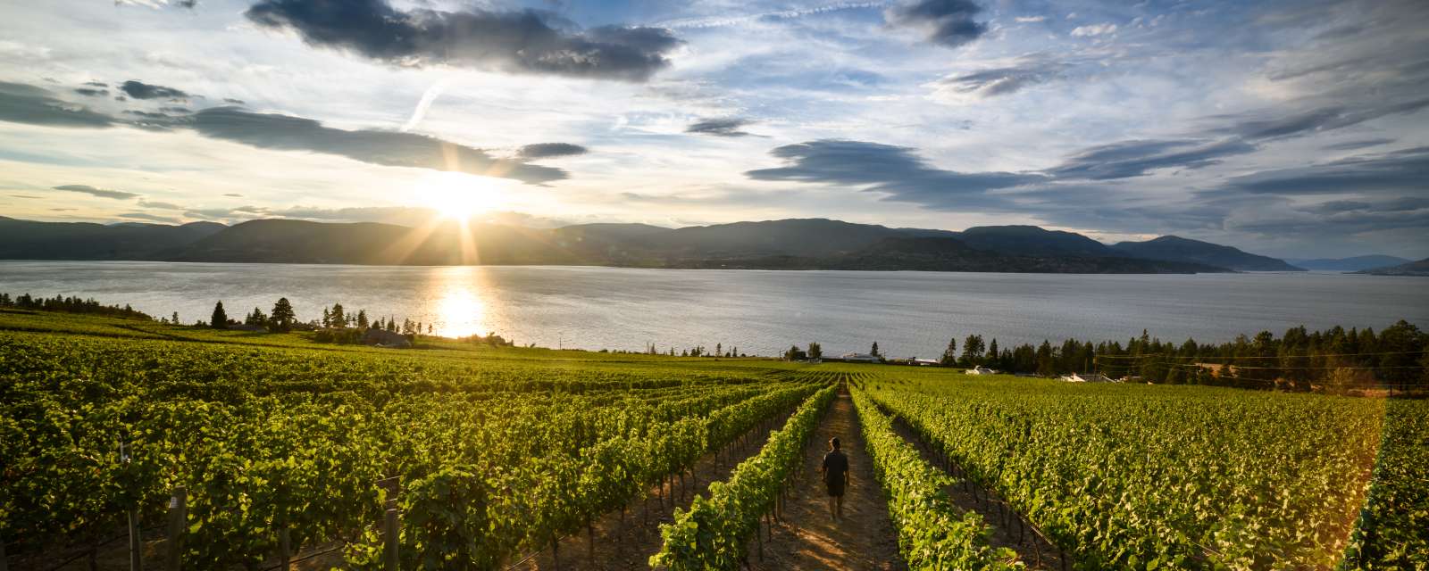 Kelowna Wineries Wineries In The Okanagan Valley