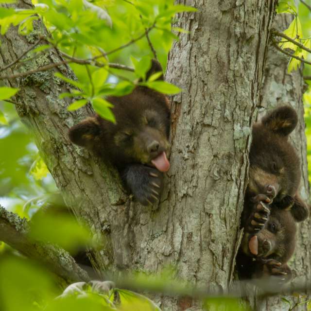 The Bear Necessities