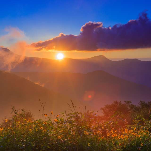 Asheville's Wildflower Bloom Schedule