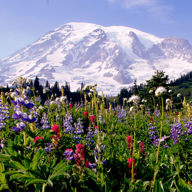 Where to hike to see the flowers at Mt. Rainier National Park