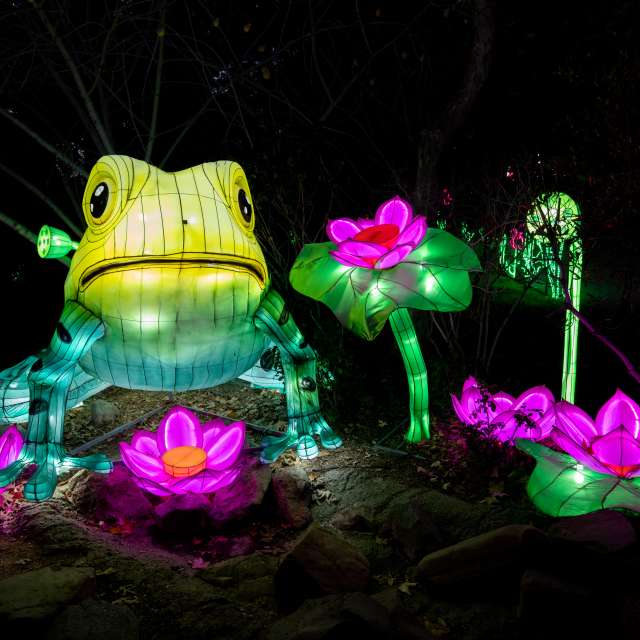 Frog at Glowfari at the Oakland Zoo