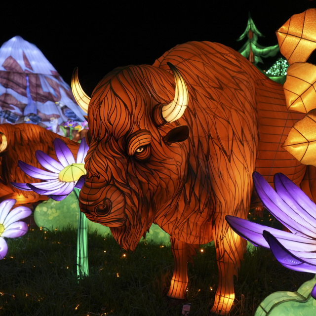 Glowfari lantern of bison at Oakland Zoo