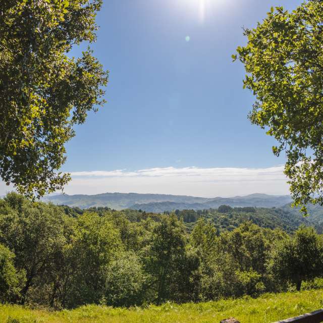 View of green trees and rolling hills at Roberts Regional Park