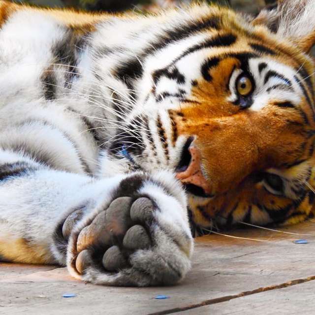 Oakland Zoo Tiger