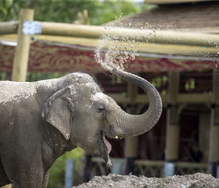 Audubon Zoo