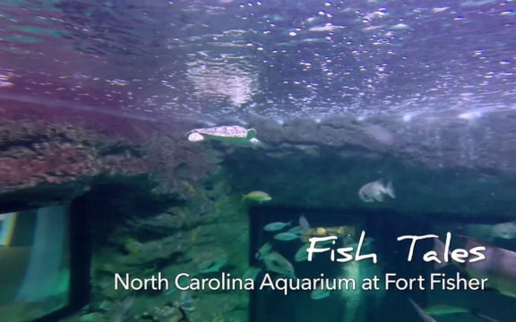 Go With the Flow....NC Aquarium at Fort Fisher