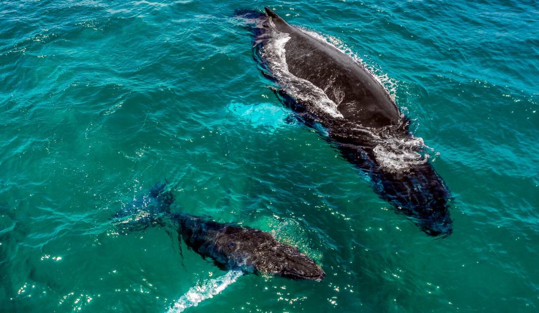 Humpback whales, Pedasí y Tonosí