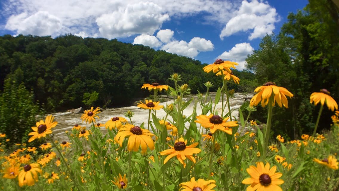 Ohiopyle Falls Flowers