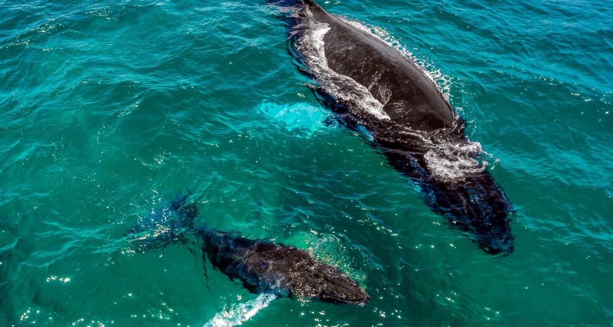Humpback whales, Pedasí y Tonosí