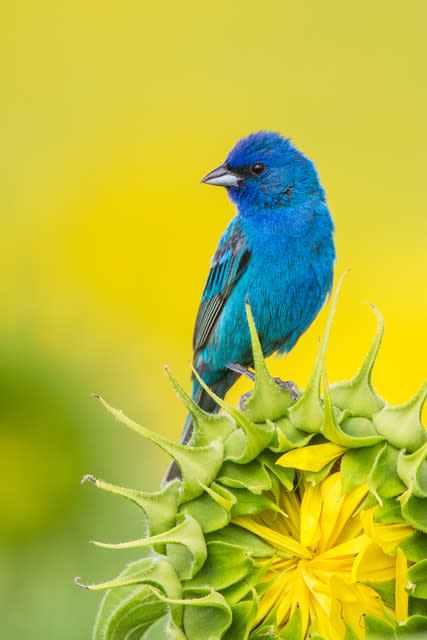 Indigo Bunting - Photo Credit:Indigo Bunting by Sunil Gopalan/Audubon Photography Awards