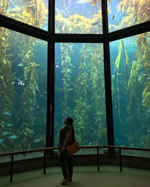 Monterey Bay Aquarium Kelp Forest