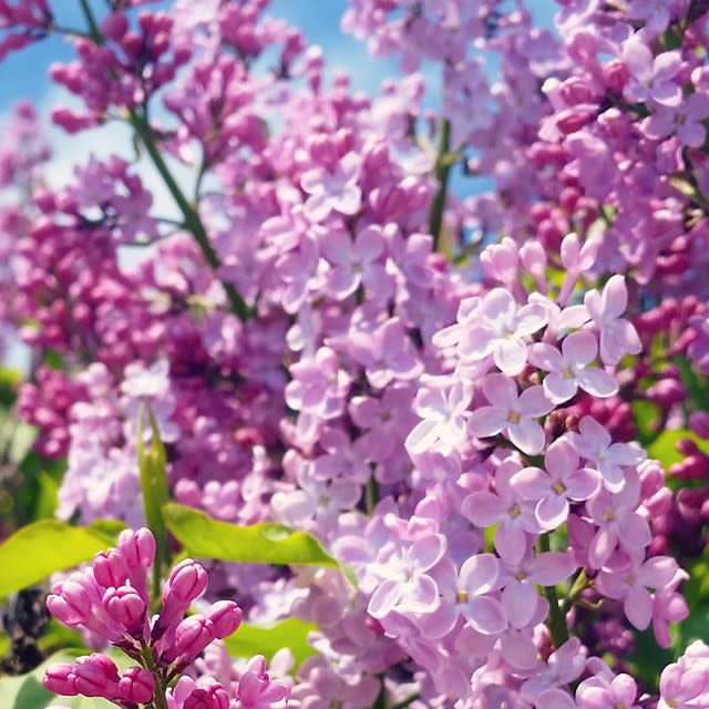 Spring Flowers