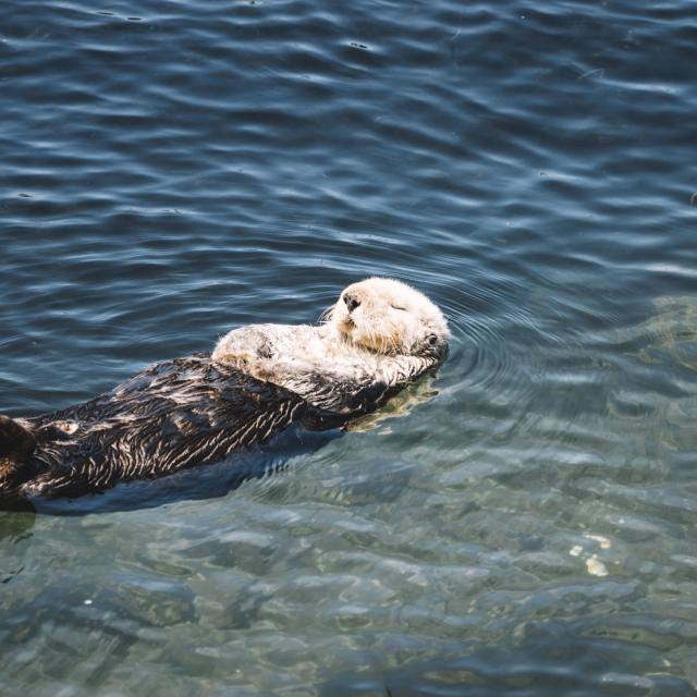 Otter Bay Brief - RYTE Sport
