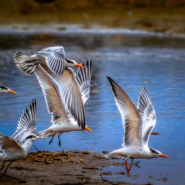 Morro Bay Birding Morro Bay Ca