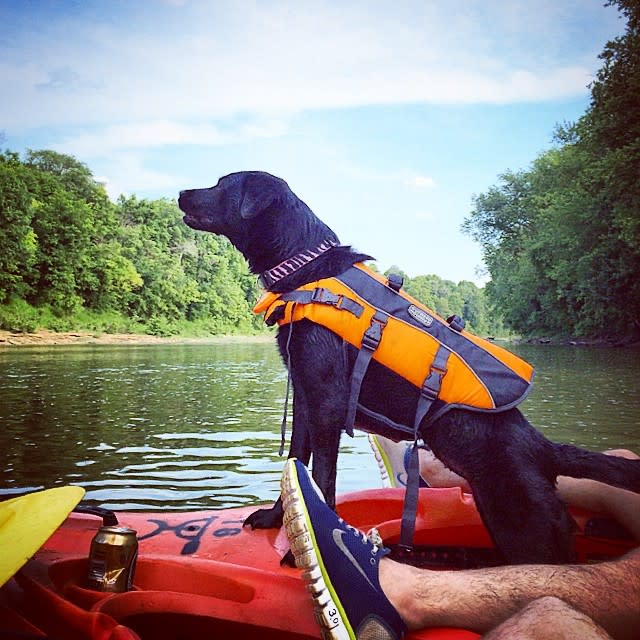 dog with life jacket in a kayak on the licking river in  northern kentucky