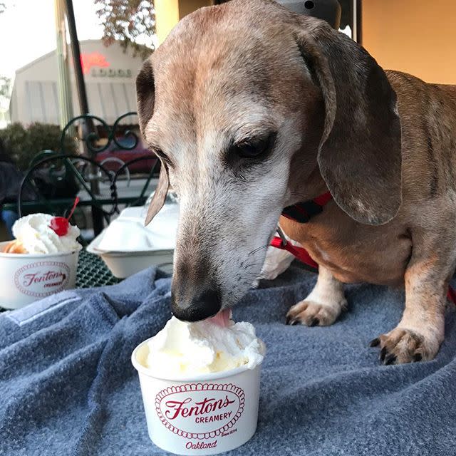 A Dachshund eating a cup of whipped cream At Fentons in Oakland, CA