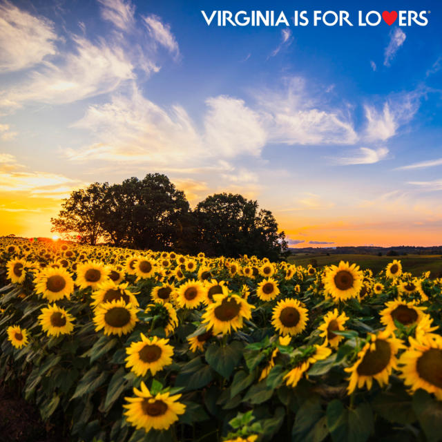 Beaver Dam Farm Sunflower Festival - Buchanan, VA
