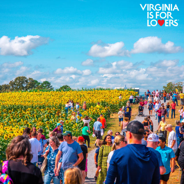 Beaver Dam Sunflower Festival - Buchanan, Virginia