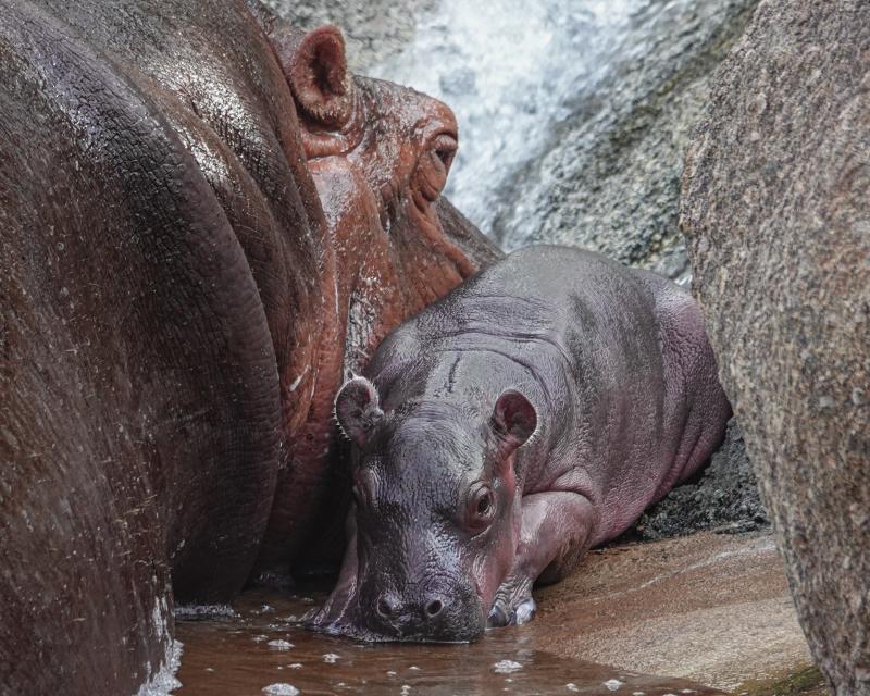 A photo of Karen the hippo and baby Maisy.