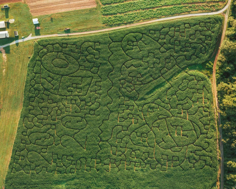 The Art of Corn Harvesting  Farm Credit of the Virginias