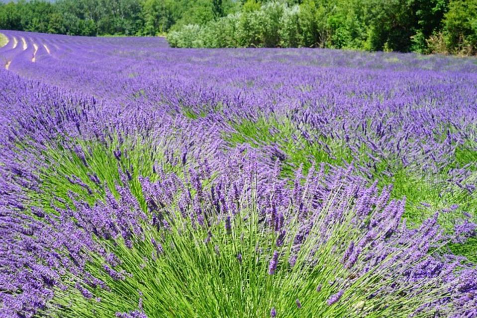 lavender field