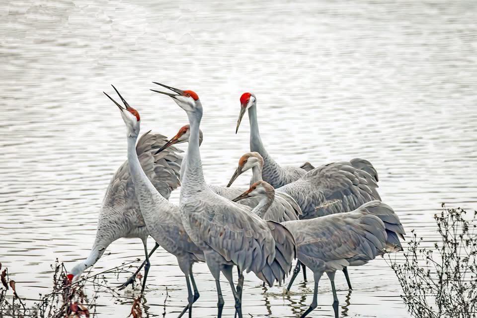 cranes at wheeler wildlife refuge