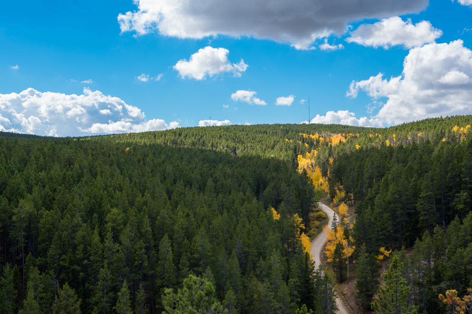 Aerial View of a Forest in Casper, WY