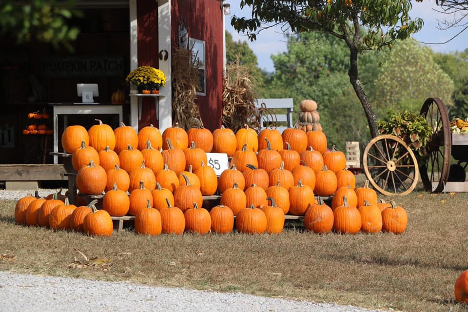 Pumpkins for sale at Mink and Walter's Pumpkin Patch