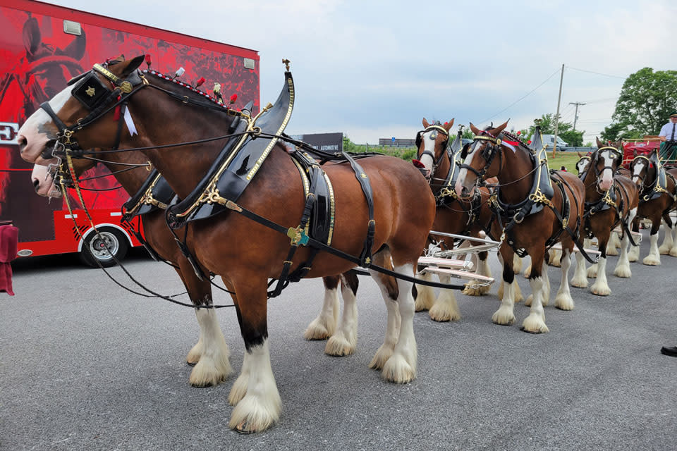Horse buggy rides