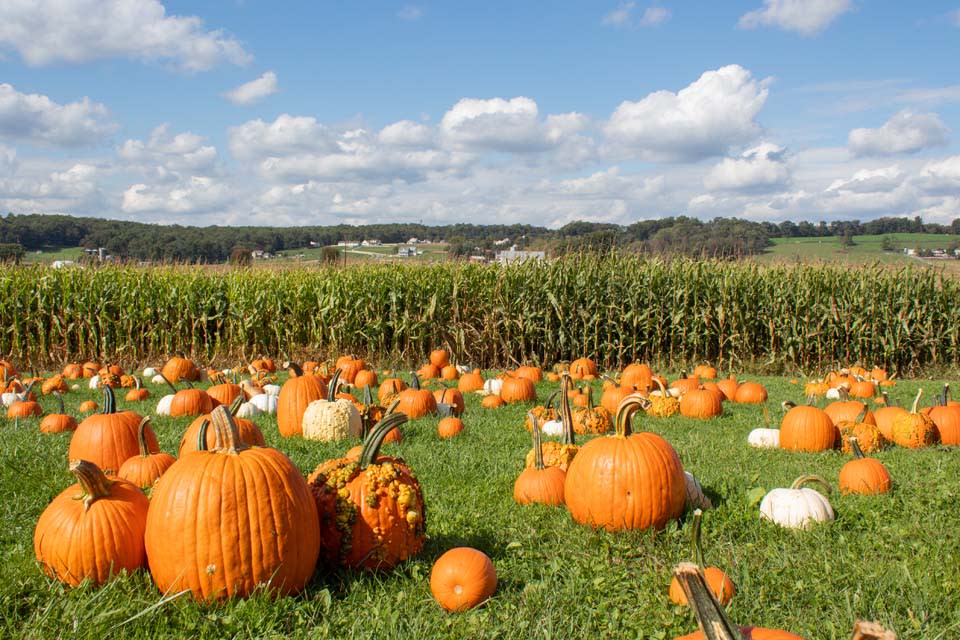 pumpkins patch by corn field