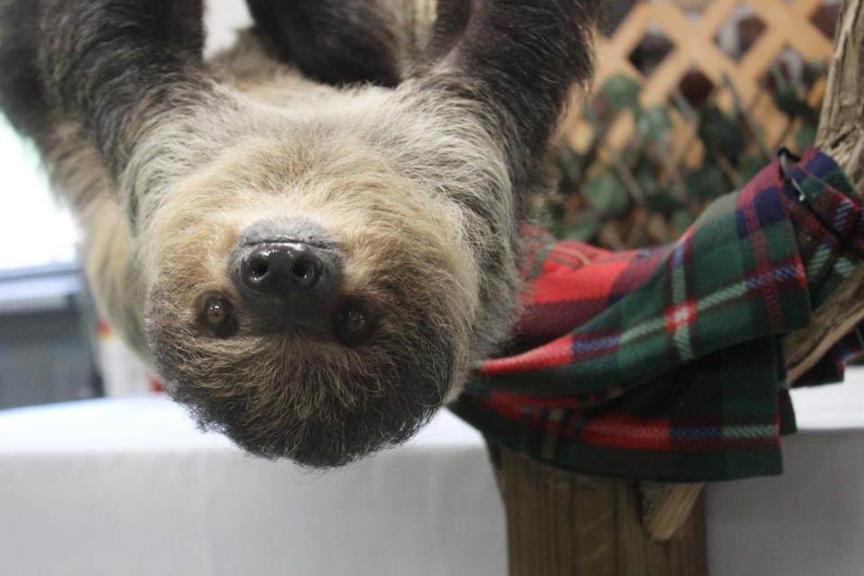 Sloth hanging upside down at Elmwood Park Zoo