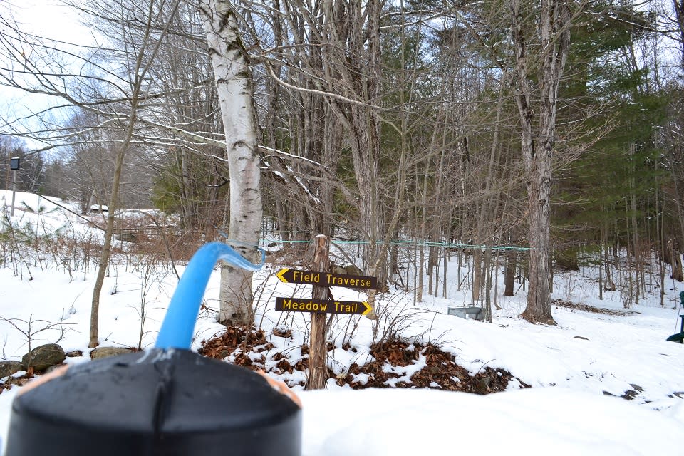 Blue maple lines at Up Yonda collecting sap into a barrel with signs for "field traverse" and "Meadow Trail"