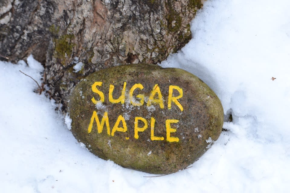 A rock with "sugar maple" painted in yellow on it as a sign for a maple tree