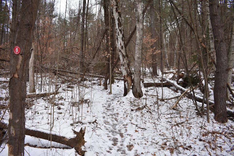 Uphill trail at the Van Dusen Preserve in winter