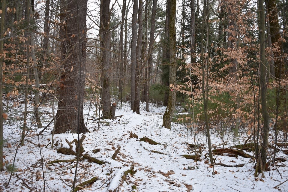 Trail in the Van Dusen Preserve in winter