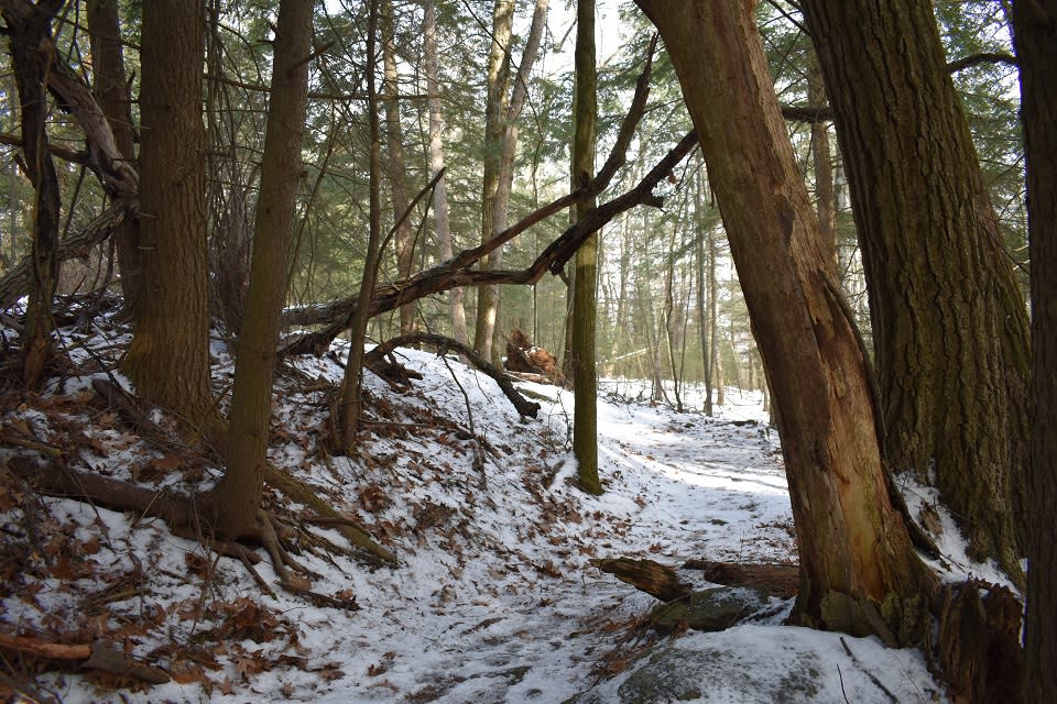Van Dusen Preserve Trail covered in snow