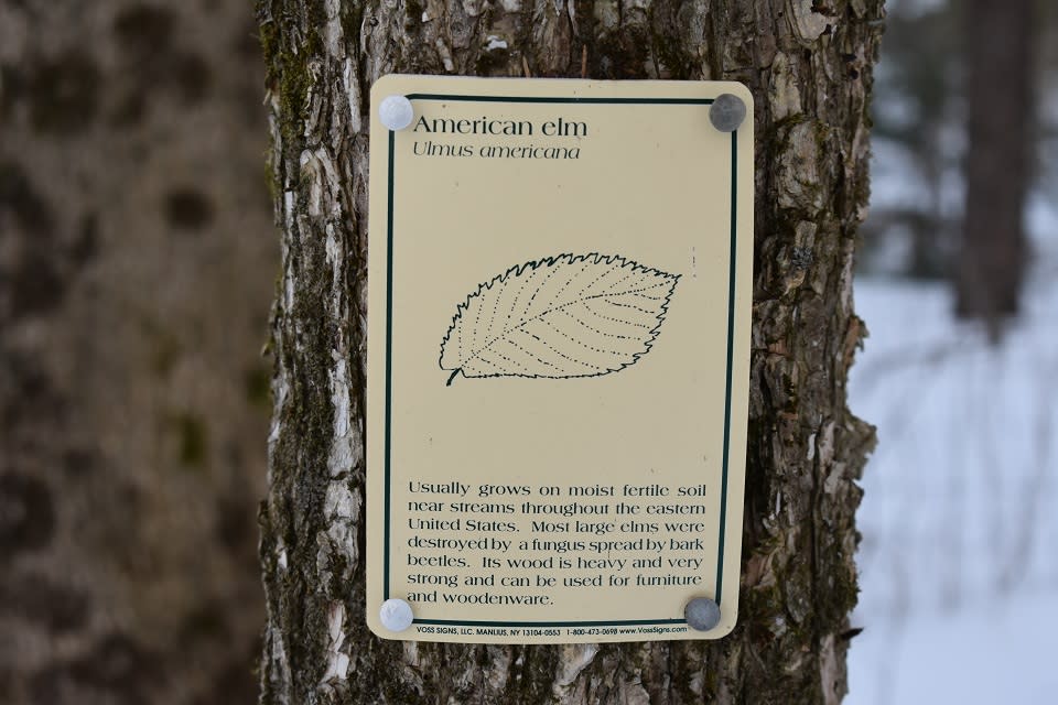 American Elm interpretive sign on a tree at the Chester Creek Trails in winter