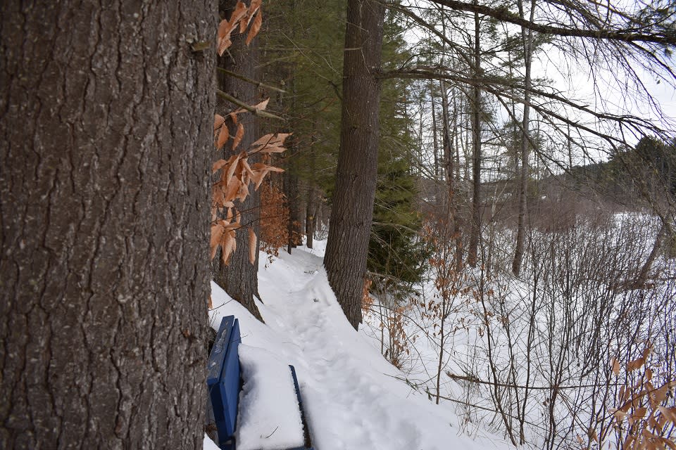 Blue bench covered with snow on the Chester Creek trails 