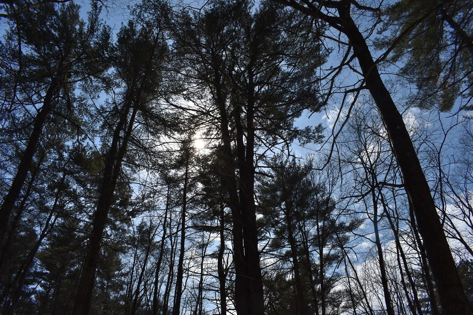 View through the trees at the sky at the Sullivan Preserve in winter
