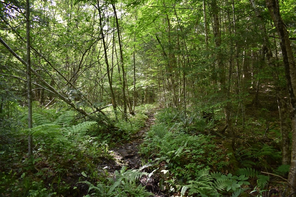 Godwin Preserve
