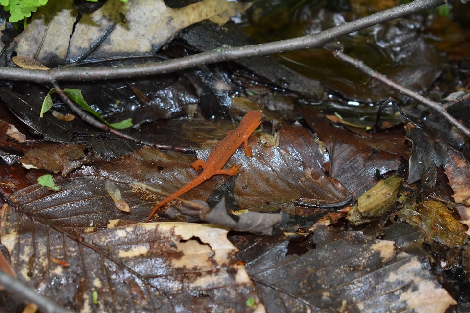 Godwin Preserve