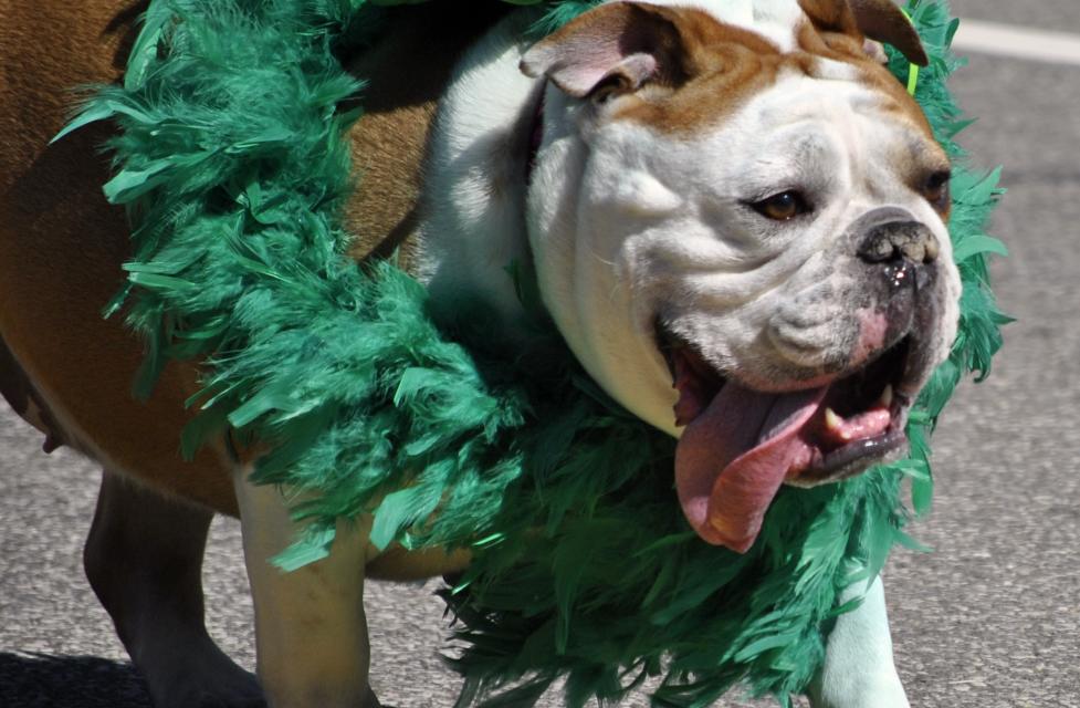St Patrick S Day Weekend In Dublin Ohio