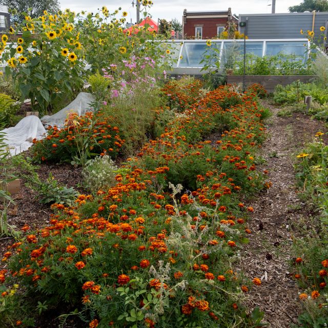 Avling Restaurant rooftop garden