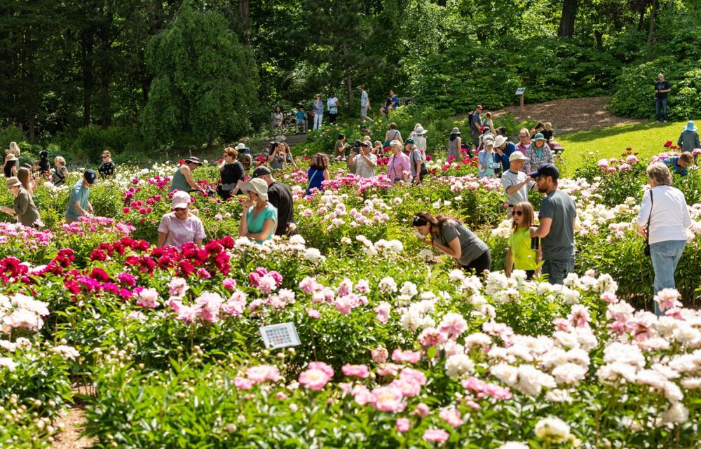 Garden of blooming peonies.  People walk by and take pictures admiring the flowers.