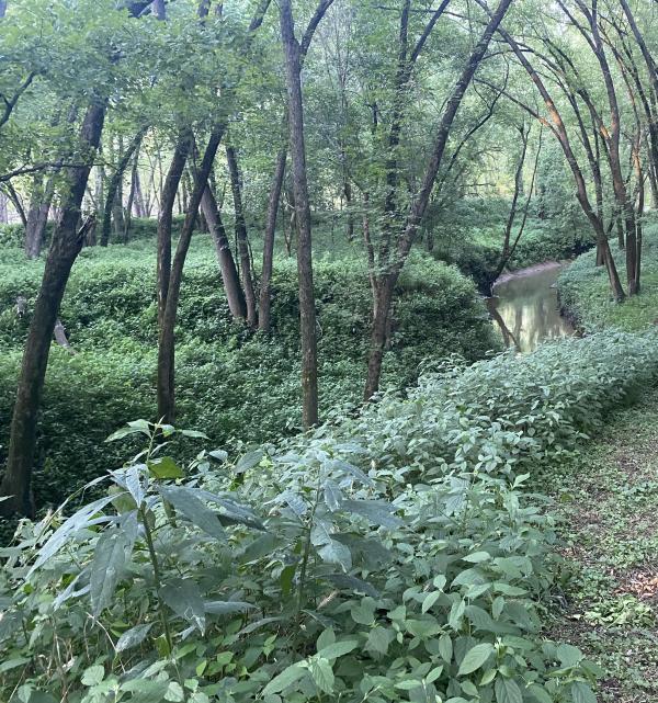 Buttonbush Woods Trail