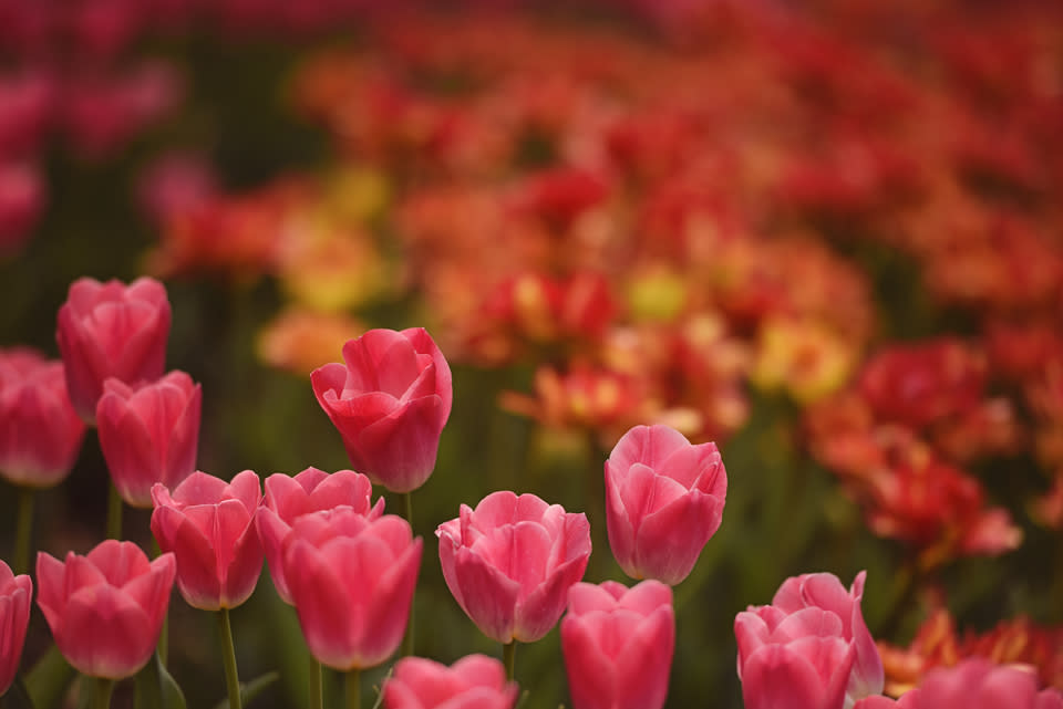 Tulips At Twilight Spring in Topeka, KS, Things to Do